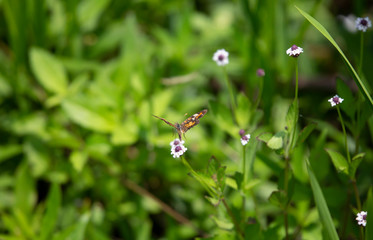 Phaon Crescent Butterfly