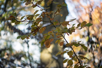 Gorgeous glowing golden and green fothergilla leaves and branches with a huge oak tree in the background