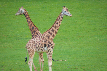 Giraffes in symmetrical posture . Cabarceno park. Cantabria