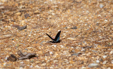 Red-Spotted Purple Butterfly