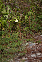 Southern Dogface Butterfly