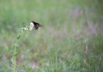 Swallowtail Butterfly