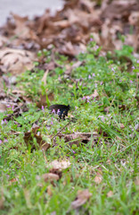 Swallowtail Butterfly