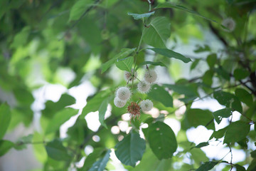 Buttonbush Plant