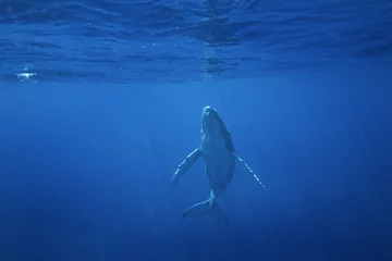 Sierkussen Onder water humpback whale, megaptera novaeangliae, Tonga, Vava'u island  © prochym