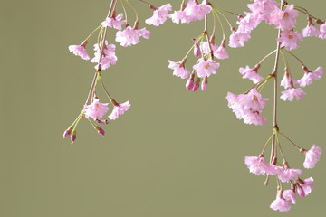 Naklejka premium 枝垂れ桜のクローズアップ