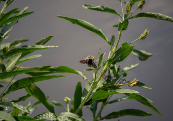 Common Eastern Bumblebee Pollinating a Wildflower