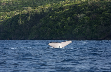 Naklejka premium humpback whale, megaptera novaeangliae, Tonga, Vava'u island