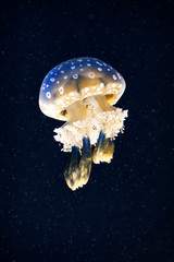 Jellyfish in water © Cavan for Adobe