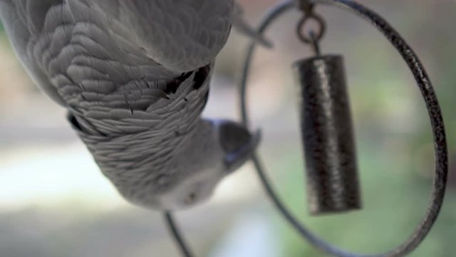 Close-up footage of African Grey parrot playing with his metal swing toy hanging in the house backyard. In slow motion.