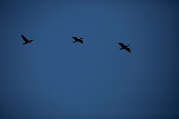 Fototapeta premium Trio of Cormorants