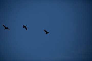 Trio of Cormorants