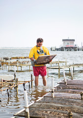 Obraz premium Man holding metal grate while standing in oyster farm