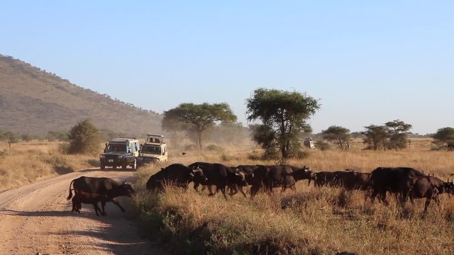 A Herd of Water Baffalo Run Across a Dirt Road in Front of Safari Vehicles in the Serengeti in Africa