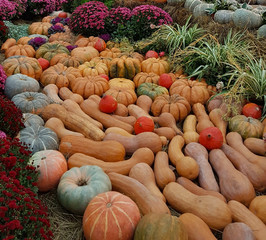 Composition of pumpkins. Orange, yellow, green pumpkins and flowers