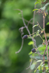 Dewberry Vine