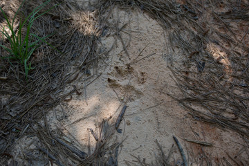One Dog Track