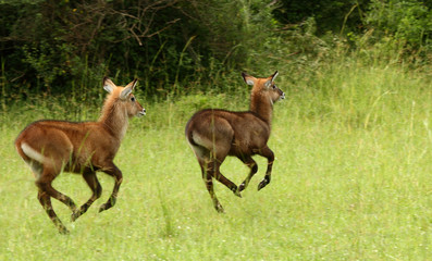 Prancing Waterbuck