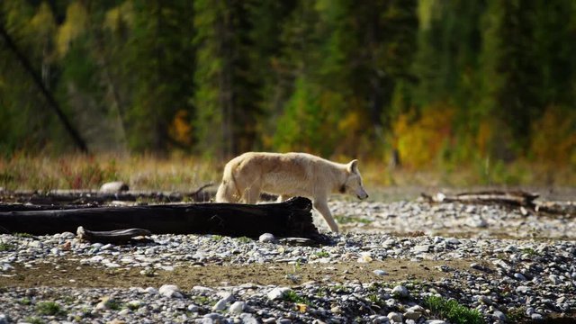 Powerful North American wolf walking on riverbed in woodland wilderness