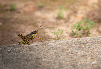 Eastern Lubber Grasshopper