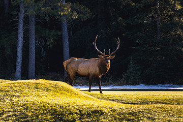 Alpha Elk on the Banff Springs Golf Course, Banff National Park, Alberta, Canada