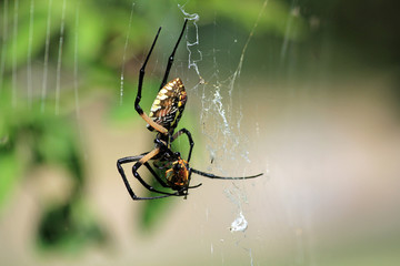 Writing Spider (Argiope aurantia) Eating Wasp