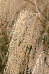 Close up photo of plant detail in fall