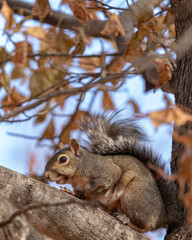Naklejka na ściany i meble Close up of a squirrel in a tree during fall