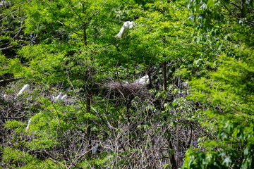 Great Egrets