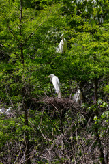 Great Egrets