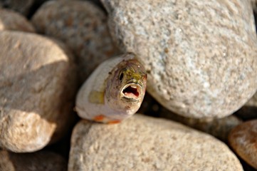 Ryba wyrzucona na brzeg I