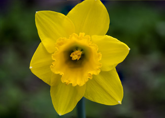 Photo of yellow Narcissus flower taken close to Lough Ennell lake near the town of Mullingar, County Westmeath, Ireland.