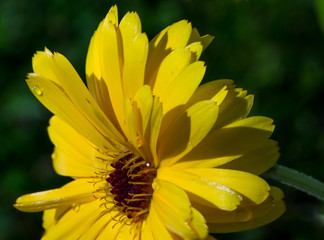 calendula flower