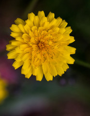 Leontodon taraxacoides
