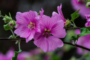Fototapeta premium Tree mallow flower
