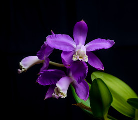 Orchid - Cattleya Skinneri