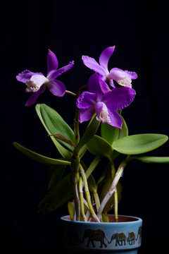 Orchid - Cattleya Skinneri