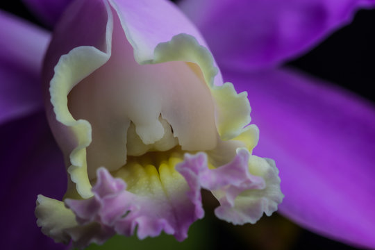 Orchid - Cattleya Skinneri