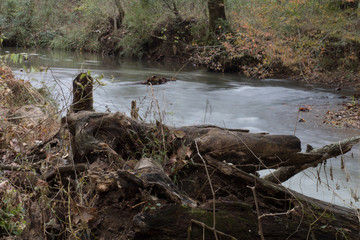 river in the forest