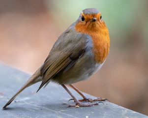 Robin Red Breast
