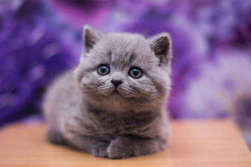 scottish kitten british cat munchkin