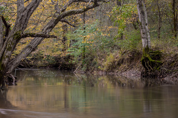 Autumn stream in the park