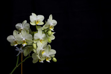 Fototapeta na wymiar Phalaenopsis orchid