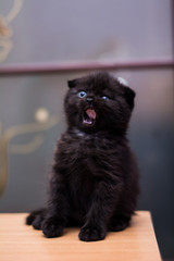 scottish kitten british cat munchkin