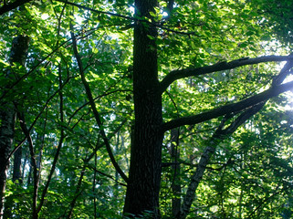 Sunny day in the Park in summer