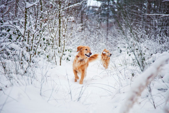 Dogs on snow covered field