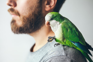 Fototapeta premium Na rysunku w zbliżeniu przedstawiono brodę z mnichem parakwatem na ramieniu. Zielona papuga siedzi na swoim właścicielu i je chleb. Udomowiony przyjazny ptak. Selektywna ostrość