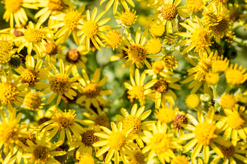 Common Ragwort