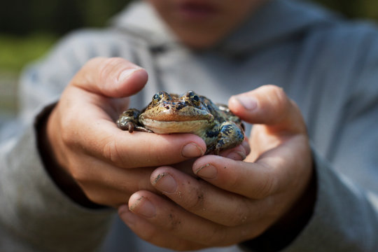 Cropped image of boy holding frog