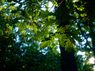 Obraz premium the rays of the sun through the oak leaves in the summer